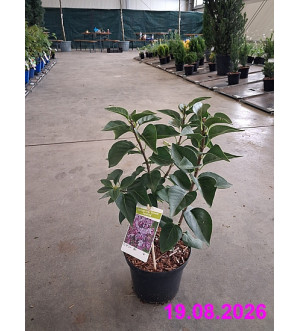 Syringa vulg. 'General Pershing' C 2,5 L